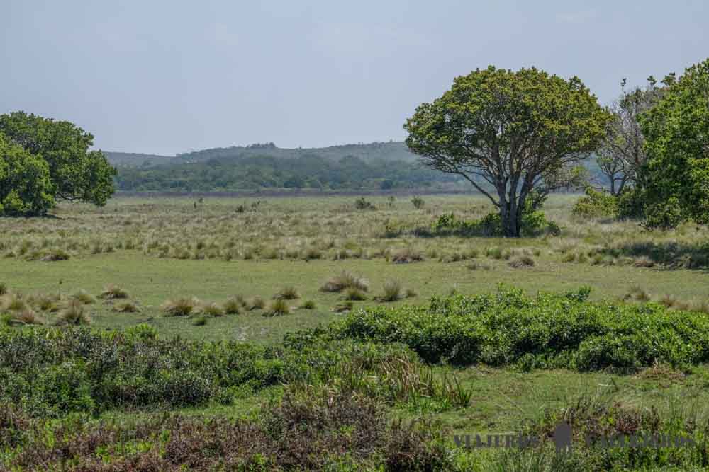 Isimangaliso