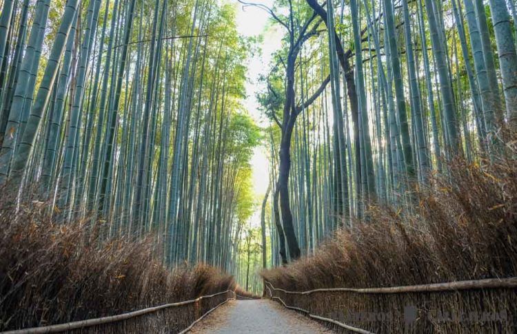 Kioto, una de las ciudades que no puedes dejar de ver en el itinerario por Japón en 10 días