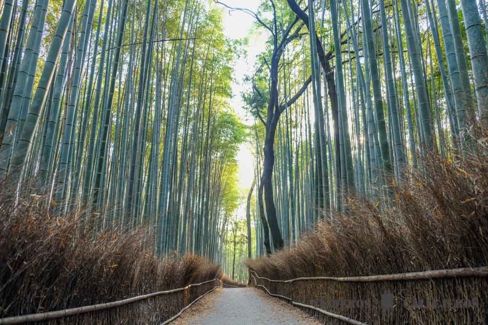 Kioto, una de las ciudades que no puedes dejar de ver en el itinerario por Japón en 10 días