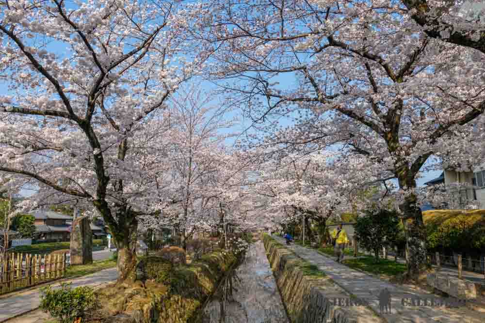 Hanami