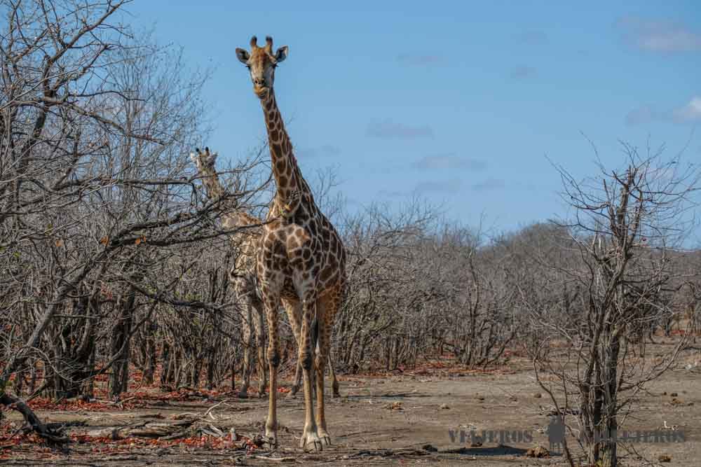 Jirafas en el Kruger