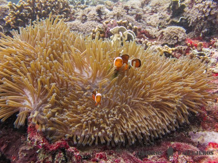Snorkel, otra de las mejores cosas que hacer en las Islas Gili