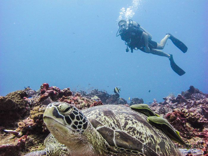 Submarinismo, una de las mejores cosas que hacer en las Islas Gili