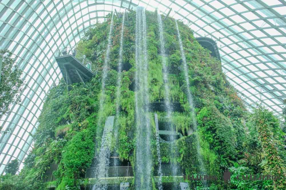 Cloud Forest