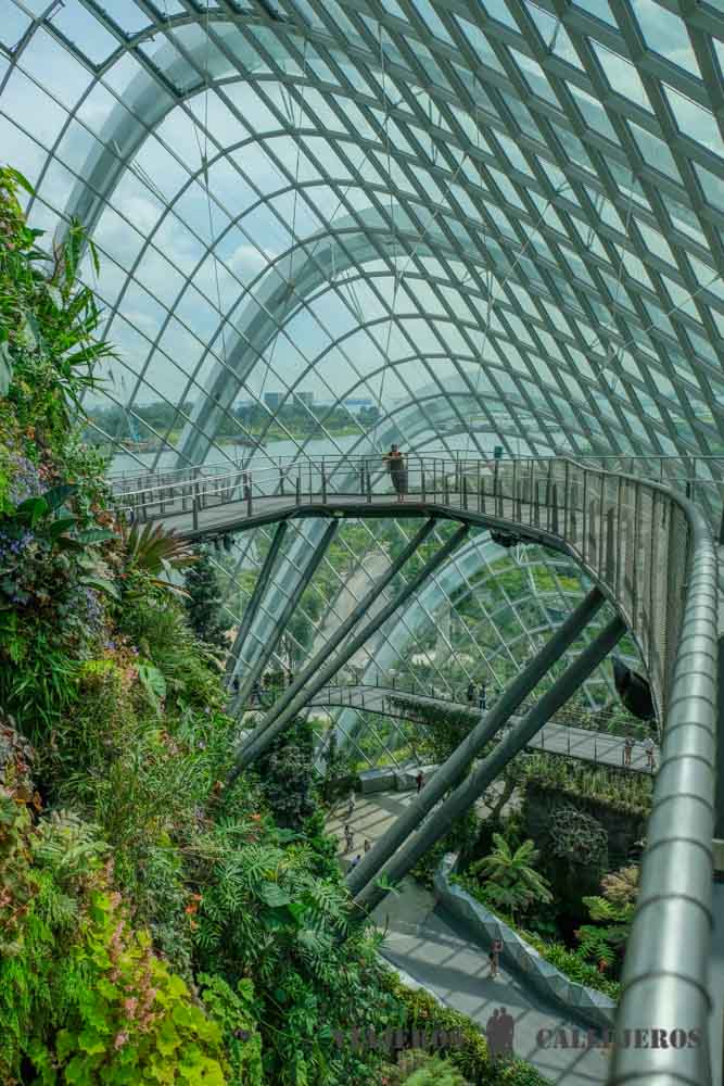 Cloud Forest
