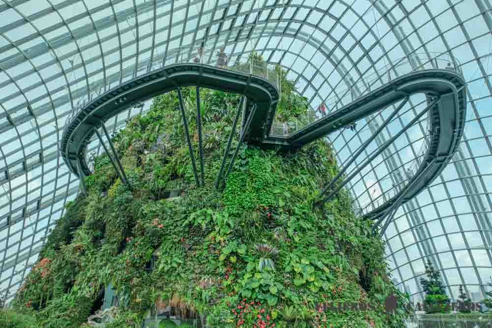 Cloud Forest