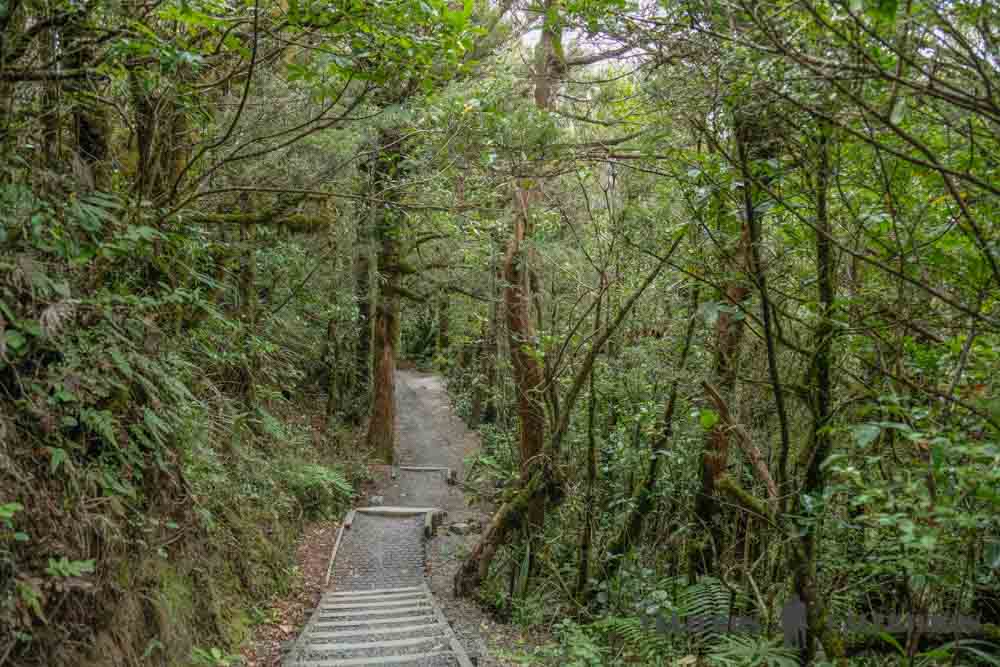Bosque en la Séptima Etapa del Trekking Tongariro