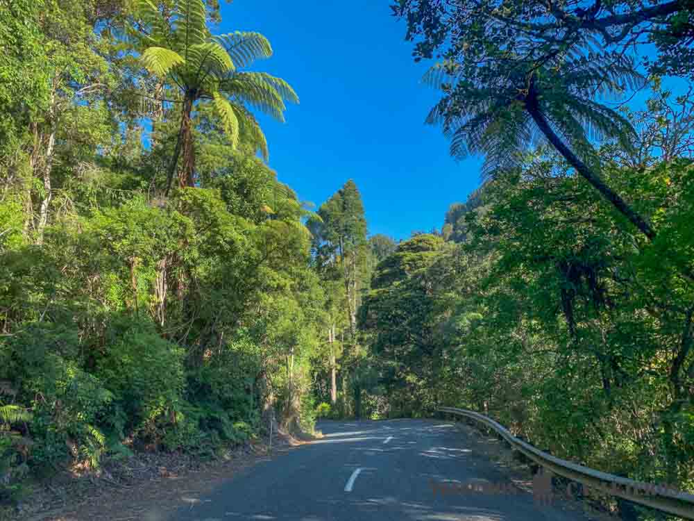 Kauri Coast