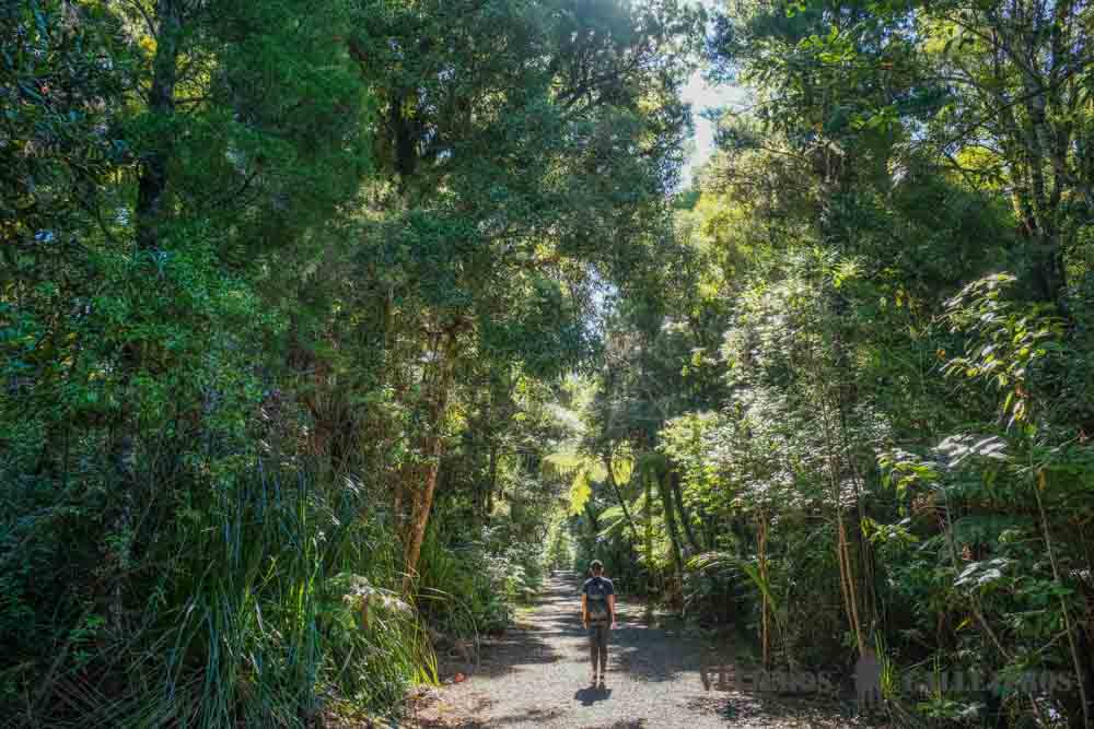 Senderos de Waipoua Forest