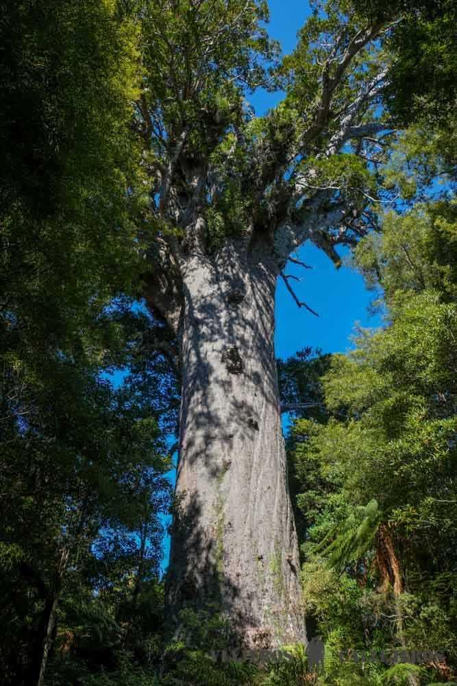 Tane Mahuta en Waipoua Forest