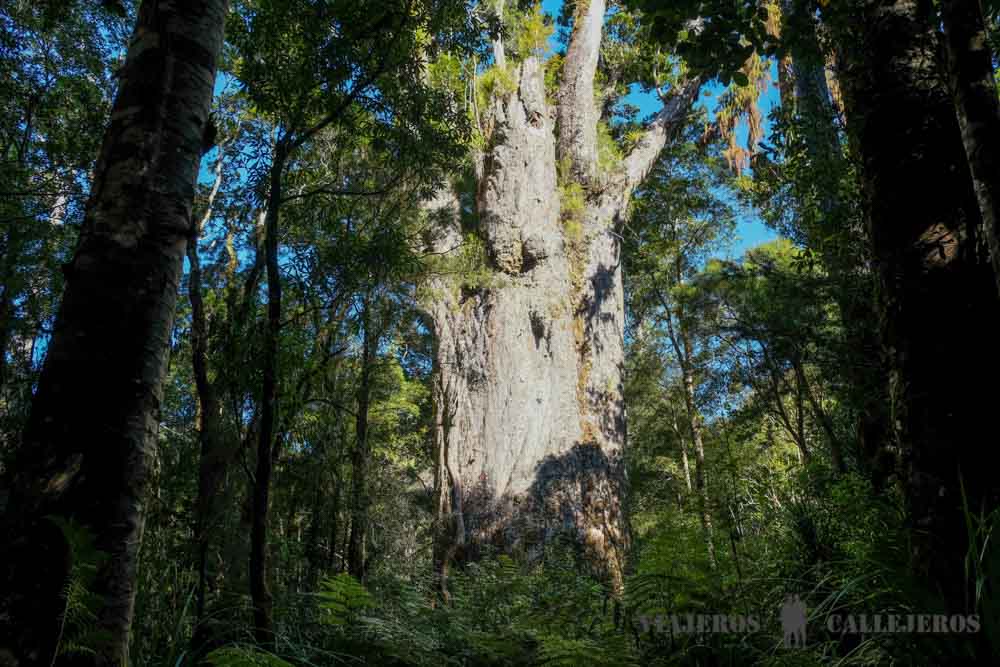 Te Matua Ngahere
