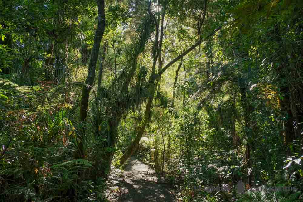 Waipoua Forest