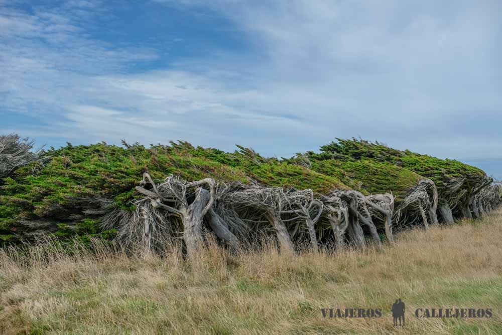 Árboles en Waipapa Point