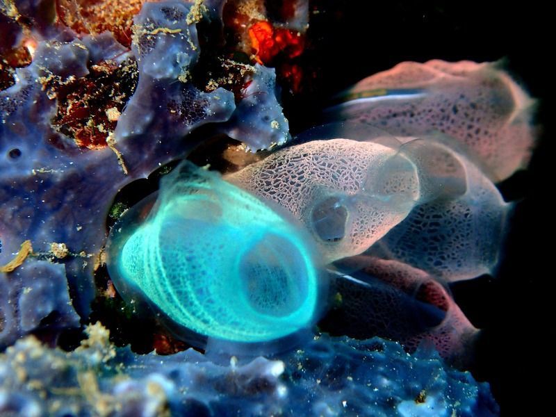 Parque Nacional de Bunaken
