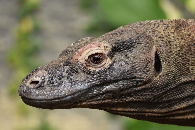 Komodo, uno de los lugares que ver en Indonesia