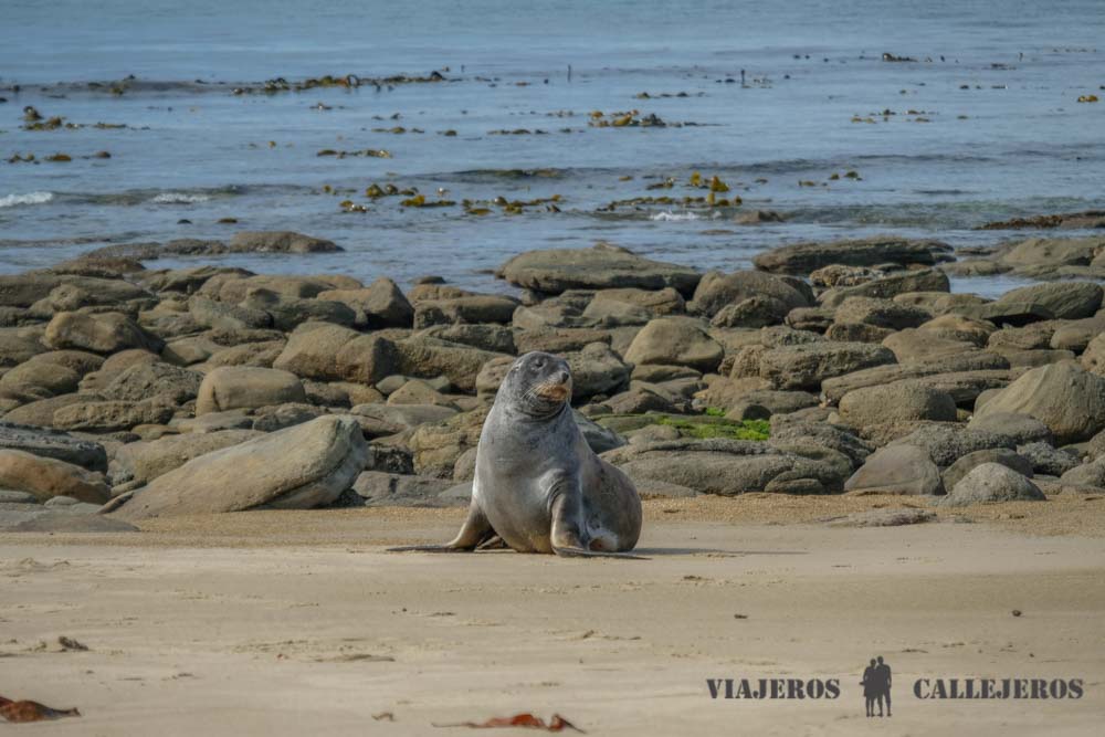 León marino en Waipapa Point