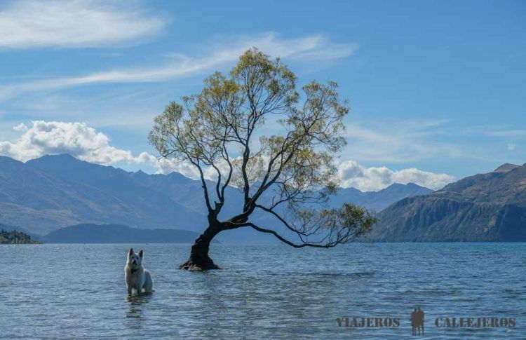 Árbol de Wanaka
