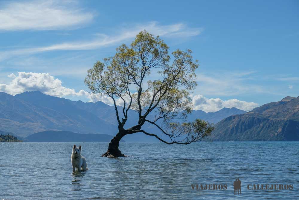 Árbol de Wanaka
