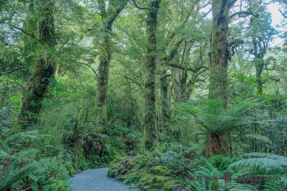 The Chasm Walk