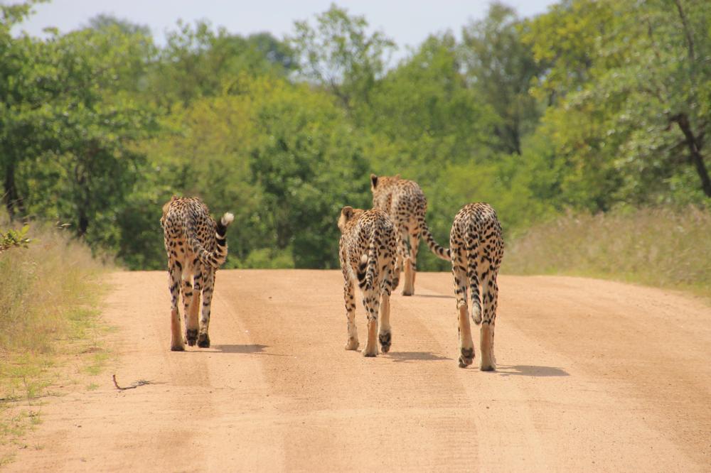 Kruger por libre