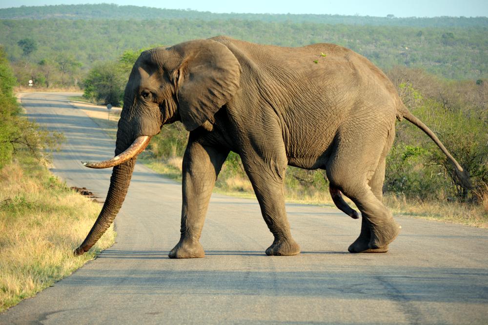 Kruger por libre