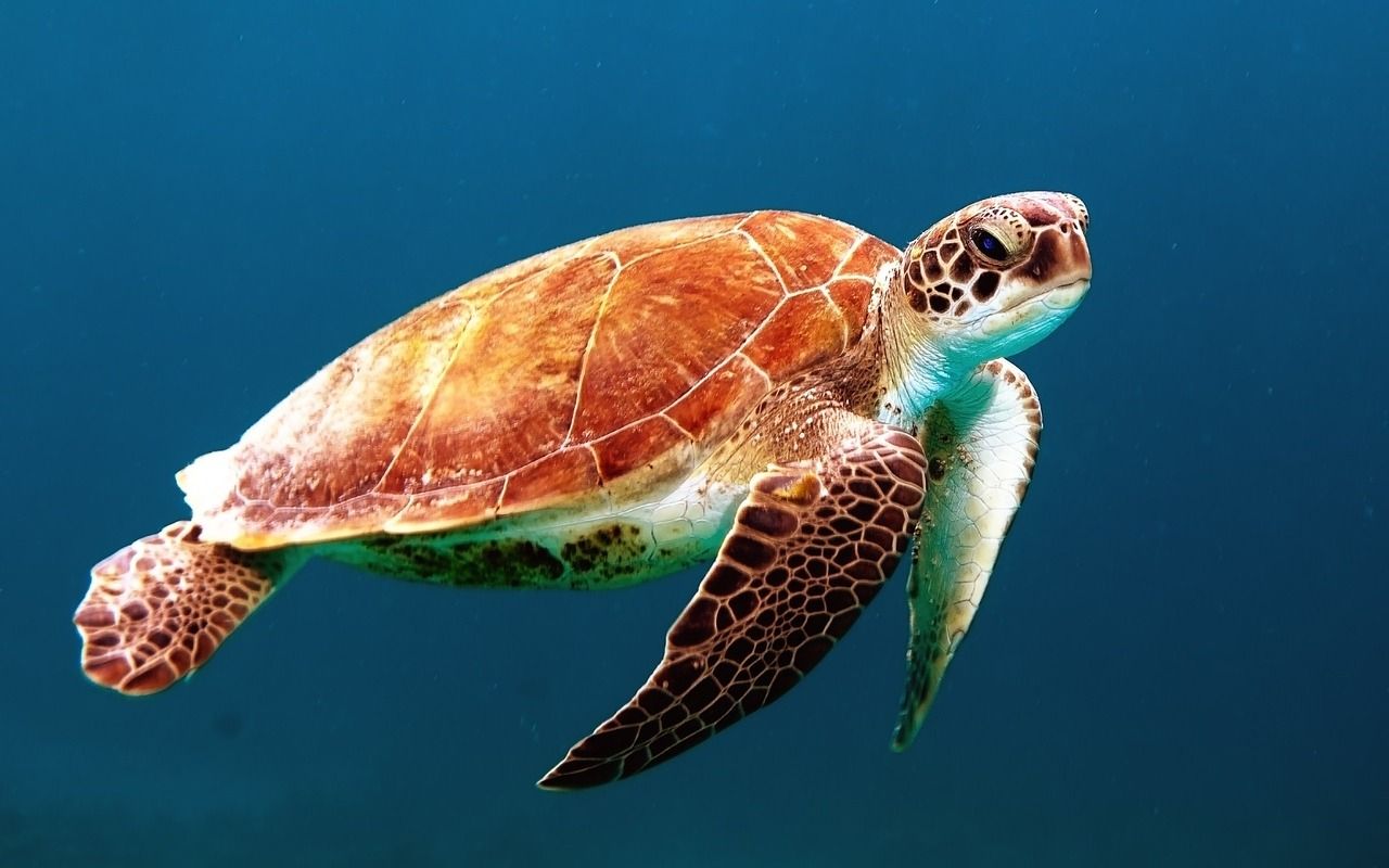 Submarinismo