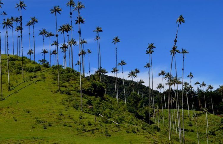 Valle del Cocora