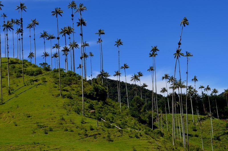 Valle del Cocora