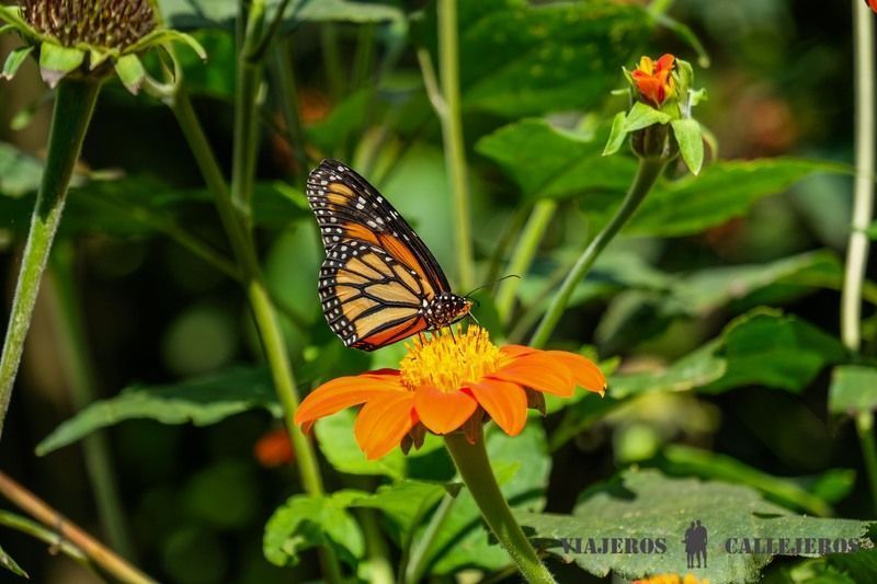 Jardín Botánico del Quindío