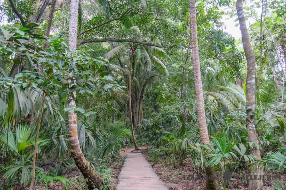 Sendero Parque Tayrona