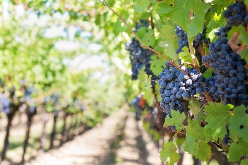 Viñas del Penedés