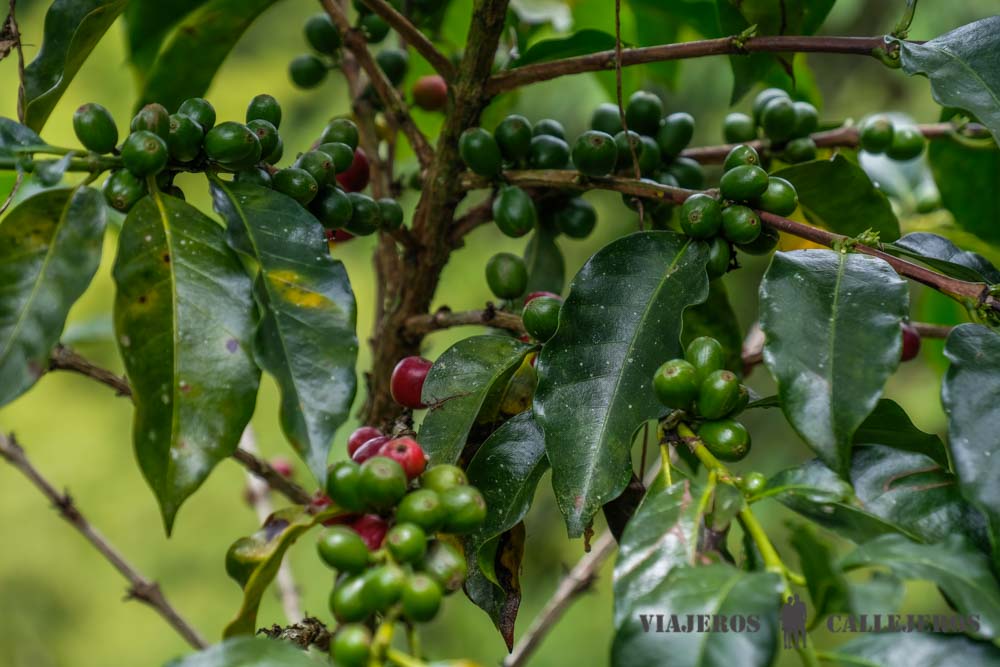 Comprar café en el Eje Cafetero