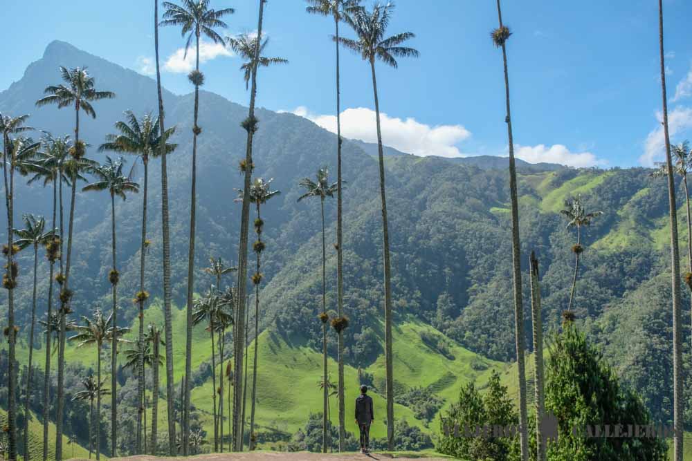 Mirador del Valle de Cocora