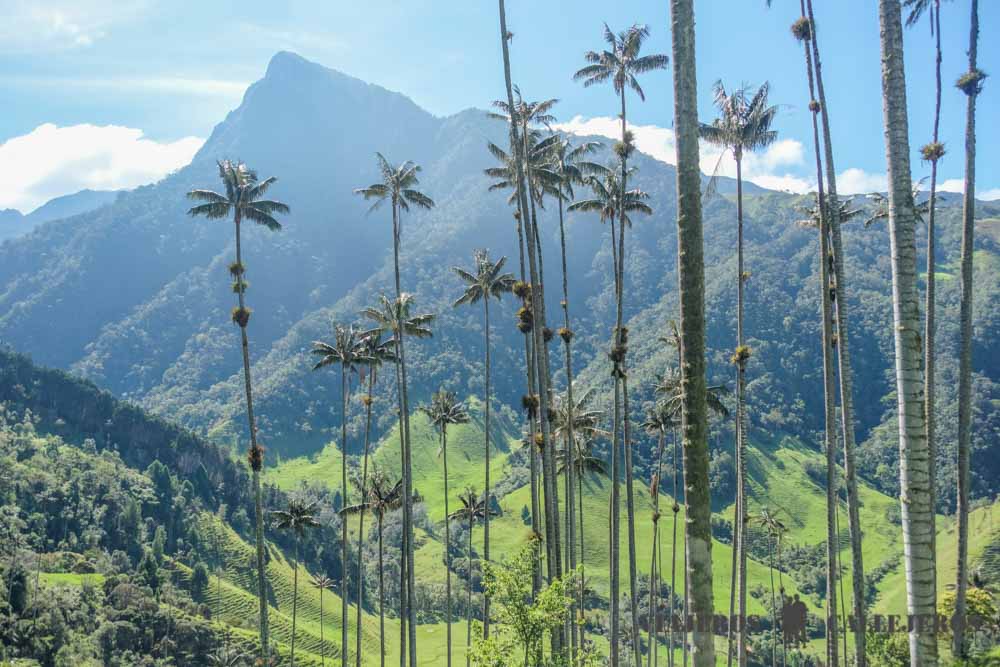 Valle de Cocora en el Eje Cafetero