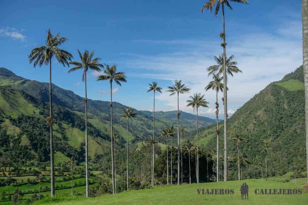Valle de Cocora