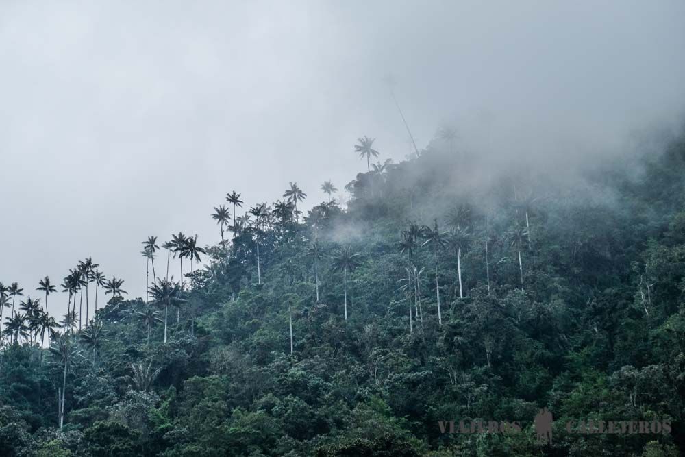 Vistas de las palmas de cera en el sendero de bajada