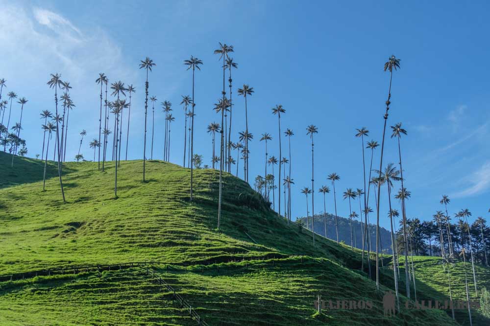Valle de Cocora en el Eje Cafetero