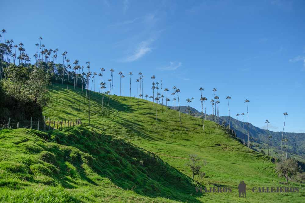 Palmas de cera desde el sendero de bajada del trekking largo