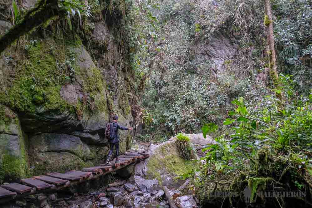 Puentes del Bosque Lluvioso