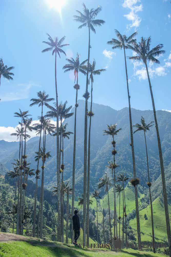 Impresionante Valle de Cocora