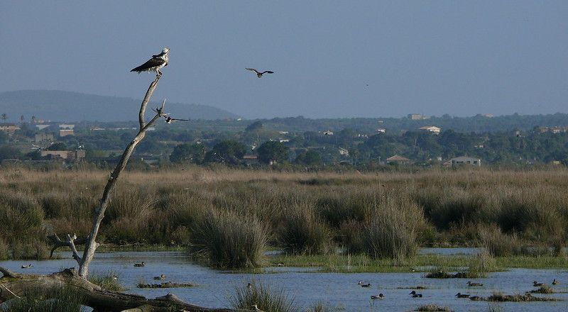 Albufera de Mallorca