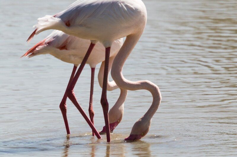 Parque Nacional de Doñana