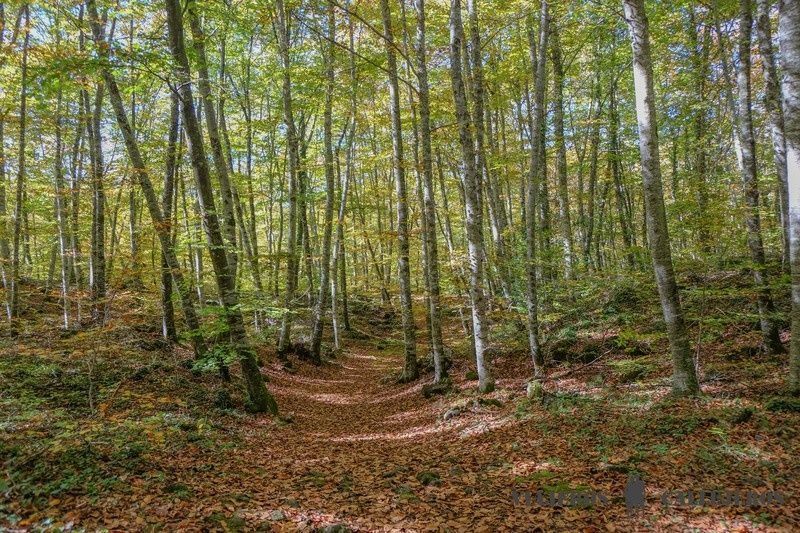 La Fageda d'en Jordà