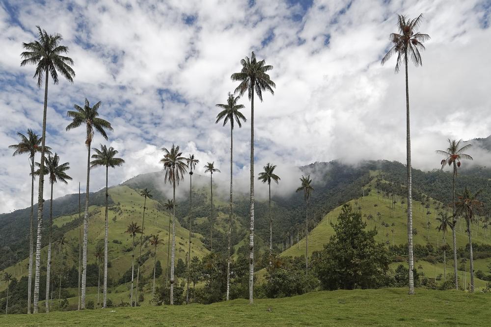 Valle del Cocora