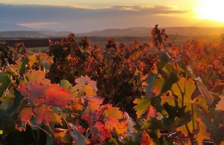 Viñedos de La Rioja
