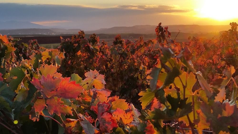 Viñedos de La Rioja