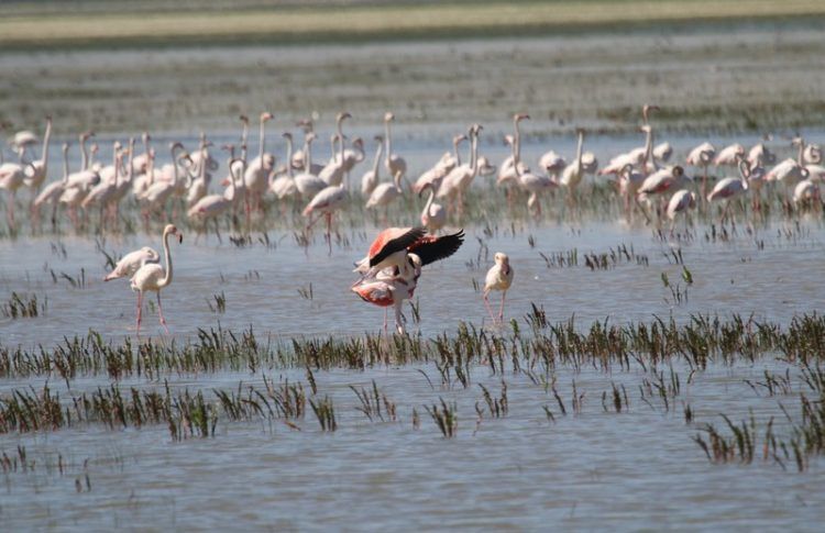 Parque Nacional de Doñana