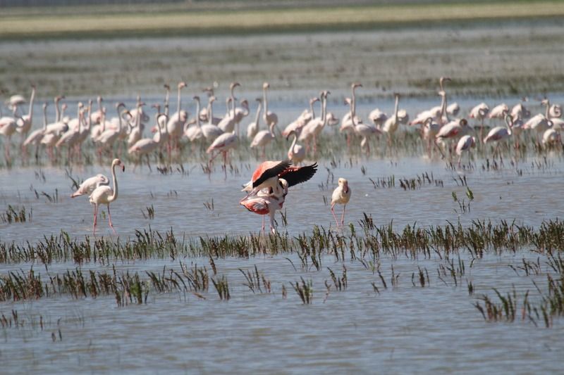 Parque Nacional de Doñana