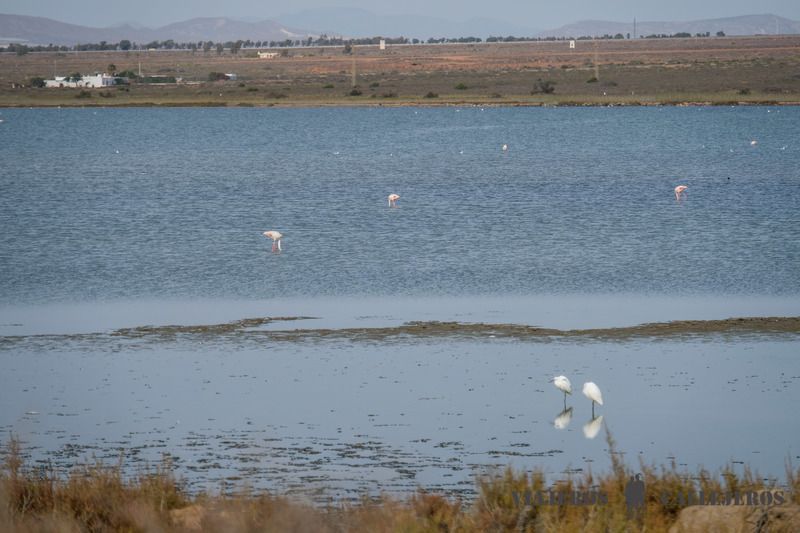 Visitar las Salinas, una de las cosas que hacer en Cabo de Gata