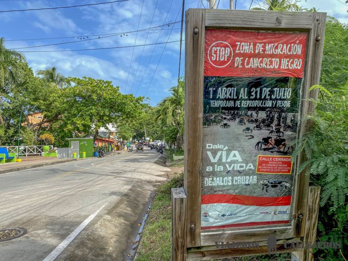 Migración de los cangrejos en Providencia